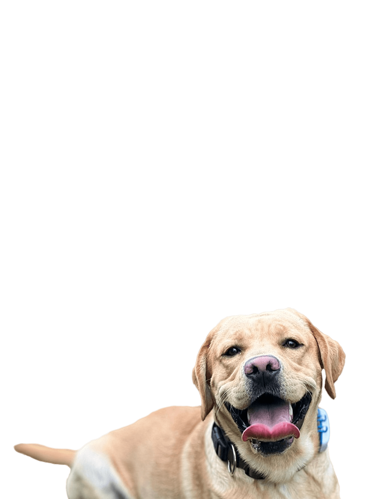 Pepe